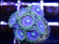 Zoanthus Blue star 4-5 polypes