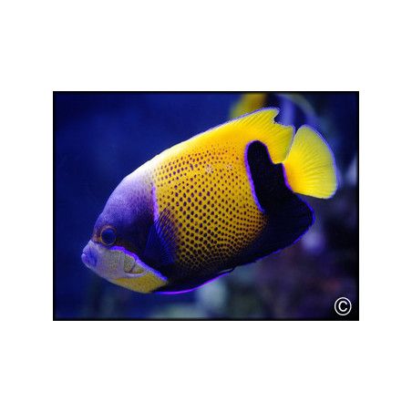 Pomacanthus navarchus adulte