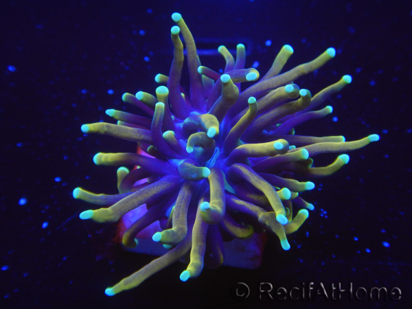 WYSIWYG RAH Euphyllia glabrescens Dragon Soul-Small head (Elevage Recifathome) 16A1