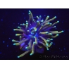 WYSIWYG RAH Euphyllia glabrescens Dragon Soul-Small head (Elevage Recifathome) 16A1