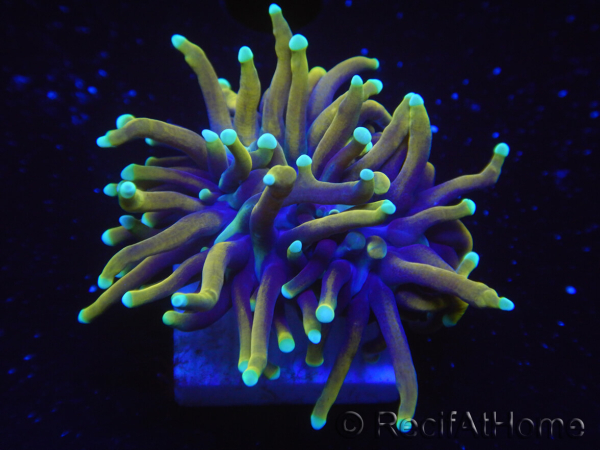 WYSIWYG RAH Euphyllia glabrescens Dragon Soul-Small head (Elevage Recifathome) 16A2