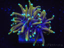 WYSIWYG RAH Euphyllia glabrescens Dragon Soul-Small head (Elevage Recifathome) 16A2