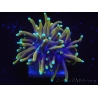 WYSIWYG RAH Euphyllia glabrescens Dragon Soul-Small head (Elevage Recifathome) 16A2
