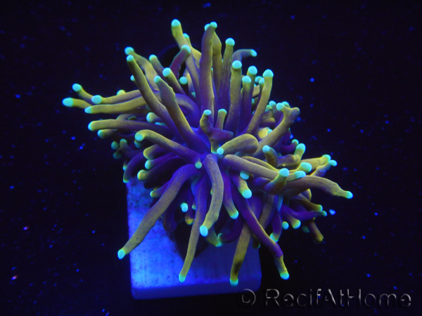 WYSIWYG RAH Euphyllia glabrescens Dragon Soul-Small head (Elevage Recifathome) 16A3