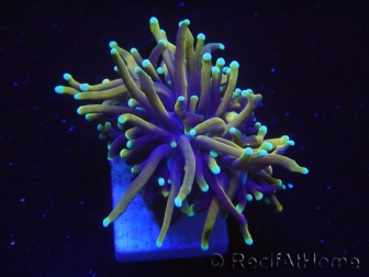 WYSIWYG RAH Euphyllia glabrescens Dragon Soul-Small head (Elevage Recifathome) 16A3