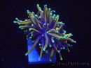 WYSIWYG RAH Euphyllia glabrescens Dragon Soul-Small head (Elevage Recifathome) 16A3
