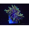 WYSIWYG RAH Euphyllia glabrescens Dragon Soul-Small head (Elevage Recifathome) 16A3
