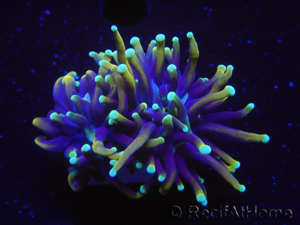 WYSIWYG RAH Euphyllia glabrescens Dragon Soul-Small head (Elevage Recifathome) 16A4