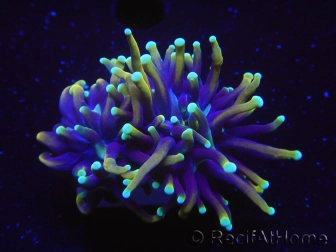 WYSIWYG RAH Euphyllia glabrescens Dragon Soul-Small head (Elevage Recifathome) 16A4
