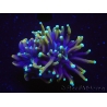 WYSIWYG RAH Euphyllia glabrescens Dragon Soul-Small head (Elevage Recifathome) 16A4