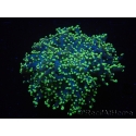 WYSIWYG Euphyllia paradivisa Yellow Tips (Elevage Recifathome) 10A4