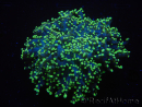 WYSIWYG Euphyllia paradivisa Yellow Tips (Elevage Recifathome) 10A4