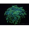 WYSIWYG Euphyllia paradivisa Yellow Tips (Elevage Recifathome) 10A4