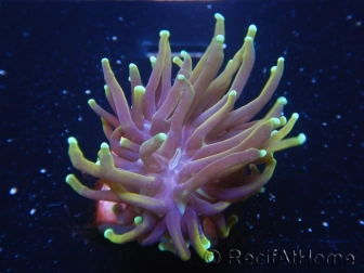 WYSIWYG RAH Euphyllia glabrescens Dragon Soul-Small head (Elevage Recifathome) 16A1