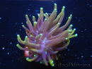 WYSIWYG RAH Euphyllia glabrescens Dragon Soul-Small head (Elevage Recifathome) 16A1
