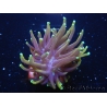 WYSIWYG RAH Euphyllia glabrescens Dragon Soul-Small head (Elevage Recifathome) 16A1