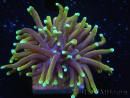 WYSIWYG RAH Euphyllia glabrescens Dragon Soul-Small head (Elevage Recifathome) 16A2