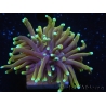 WYSIWYG RAH Euphyllia glabrescens Dragon Soul-Small head (Elevage Recifathome) 16A2