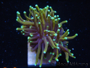 WYSIWYG RAH Euphyllia glabrescens Dragon Soul-Small head (Elevage Recifathome) 16A3