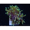 WYSIWYG RAH Euphyllia glabrescens Dragon Soul-Small head (Elevage Recifathome) 16A3