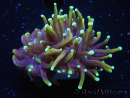 WYSIWYG RAH Euphyllia glabrescens Dragon Soul-Small head (Elevage Recifathome) 16A4