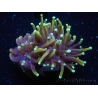 WYSIWYG RAH Euphyllia glabrescens Dragon Soul-Small head (Elevage Recifathome) 16A4