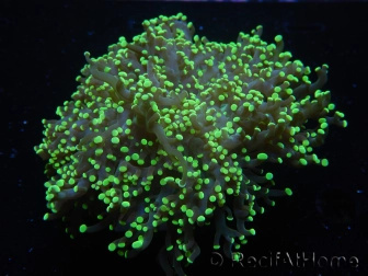 WYSIWYG Euphyllia paradivisa Yellow Tips (Elevage Recifathome) 10A4