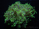 WYSIWYG Euphyllia paradivisa Yellow Tips (Elevage Recifathome) 10A4