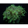 WYSIWYG Euphyllia paradivisa Yellow Tips (Elevage Recifathome) 10A4
