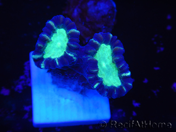 WYSIWYG Astraeosmilia curvata (ex Caulastrea) 12M1
