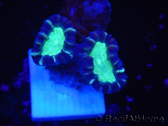 WYSIWYG Astraeosmilia curvata (ex Caulastrea) 12M1