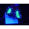 WYSIWYG Astraeosmilia curvata (ex Caulastrea) 12M1