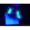 WYSIWYG Astraeosmilia curvata (ex Caulastrea) 12M1