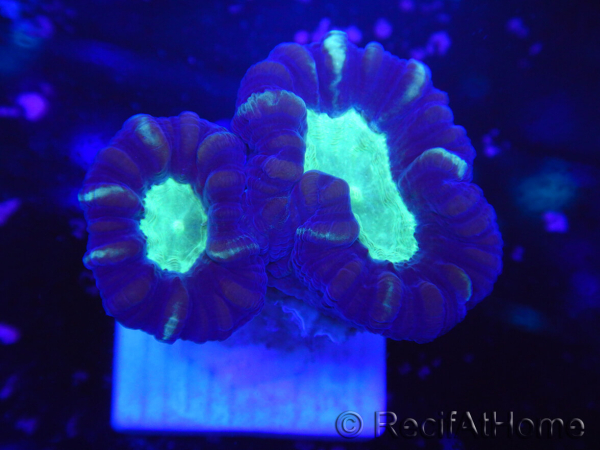 WYSIWYG Astraeosmilia curvata (ex Caulastrea) 12M2