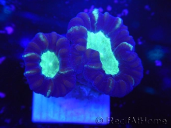 WYSIWYG Astraeosmilia curvata (ex Caulastrea) 12M2