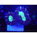 WYSIWYG Astraeosmilia curvata (ex Caulastrea) 12M2