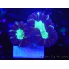 WYSIWYG Astraeosmilia curvata (ex Caulastrea) 12M2