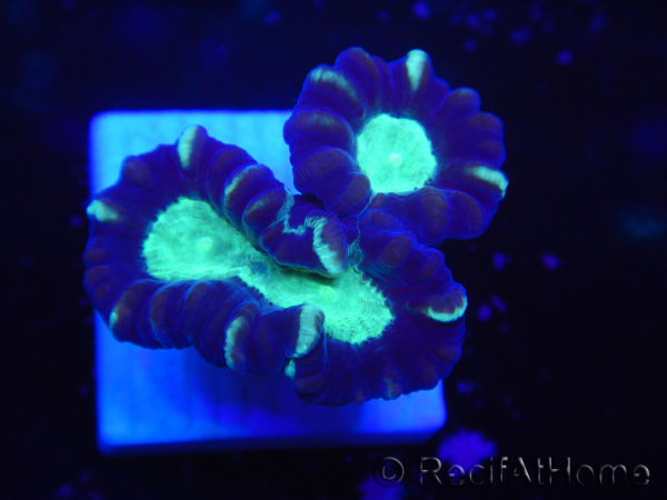 WYSIWYG Astraeosmilia curvata (ex Caulastrea) 12M3