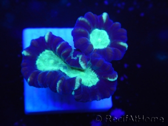 WYSIWYG Astraeosmilia curvata (ex Caulastrea) 12M3