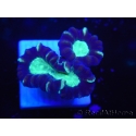 WYSIWYG Astraeosmilia curvata (ex Caulastrea) 12M3