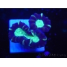 WYSIWYG Astraeosmilia curvata (ex Caulastrea) 12M3