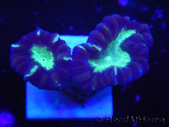 WYSIWYG Astraeosmilia curvata (ex Caulastrea) 12M4