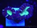 WYSIWYG Astraeosmilia curvata (ex Caulastrea) 12M4
