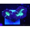 WYSIWYG Astraeosmilia curvata (ex Caulastrea) 12M4