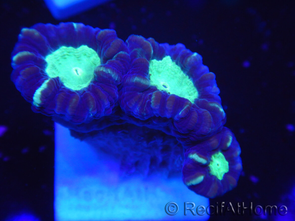 WYSIWYG Astraeosmilia curvata (ex Caulastrea) 12M5