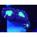 WYSIWYG Astraeosmilia curvata (ex Caulastrea) 12M5