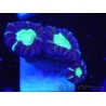 WYSIWYG Astraeosmilia curvata (ex Caulastrea) 12M5