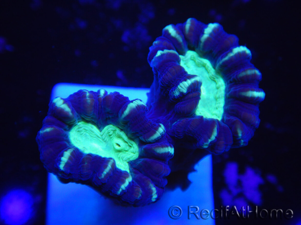 WYSIWYG Astraeosmilia curvata (ex Caulastrea) 12M6