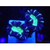 WYSIWYG Astraeosmilia curvata (ex Caulastrea) 12M6