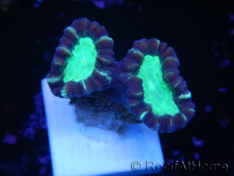 WYSIWYG Astraeosmilia curvata (ex Caulastrea) 12M1